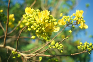 Senna petersiana - indigenous plant nursery